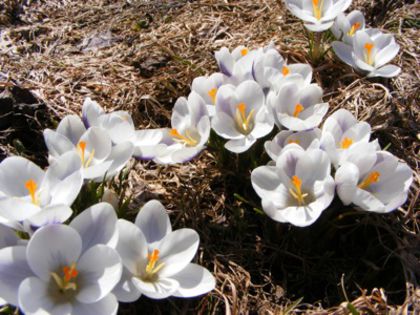 Crocusi