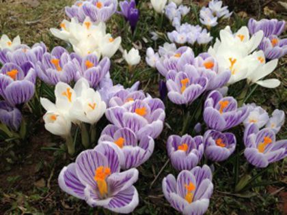 Crocusi