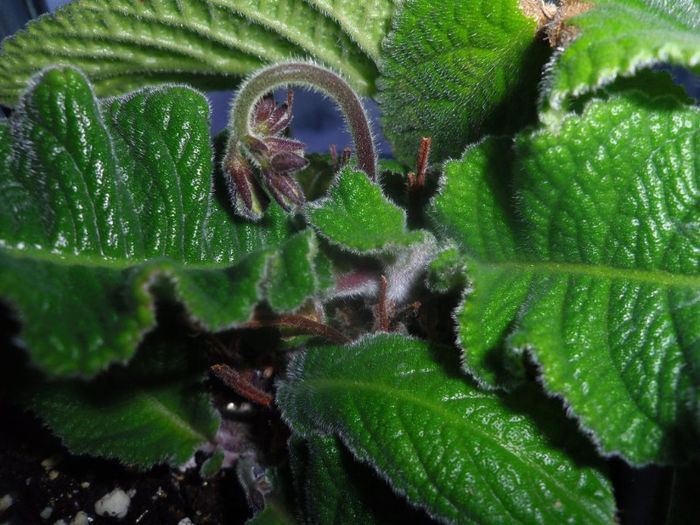 05 apr. 2013 - 2013 Gesneriaceae