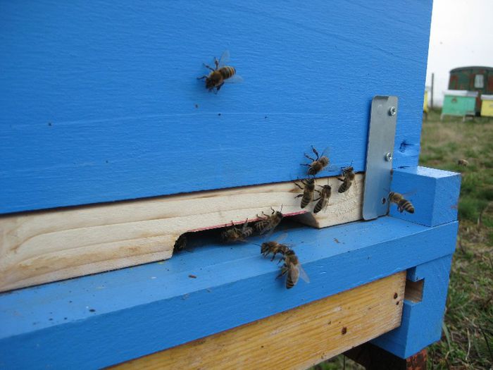 IMG_0025 - A doua turta 2013