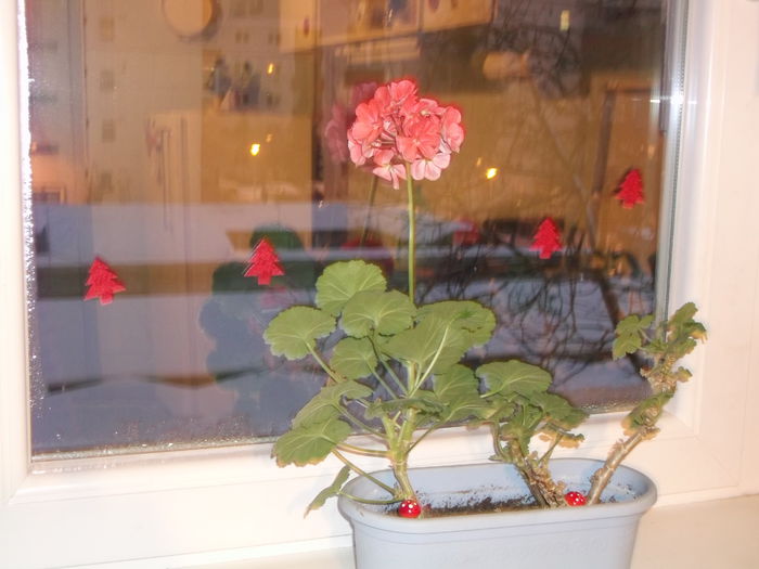 muscata inflorita in decembrie