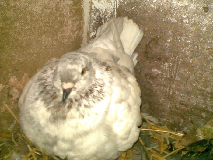 06032013(027) - Kingi