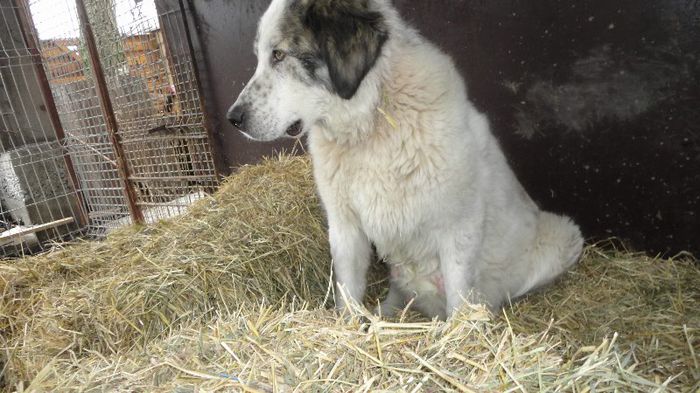 ultima suta de metri - catei ciobanesc de bucovina