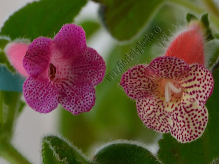 Kohleria Emily si Hanna Roberts