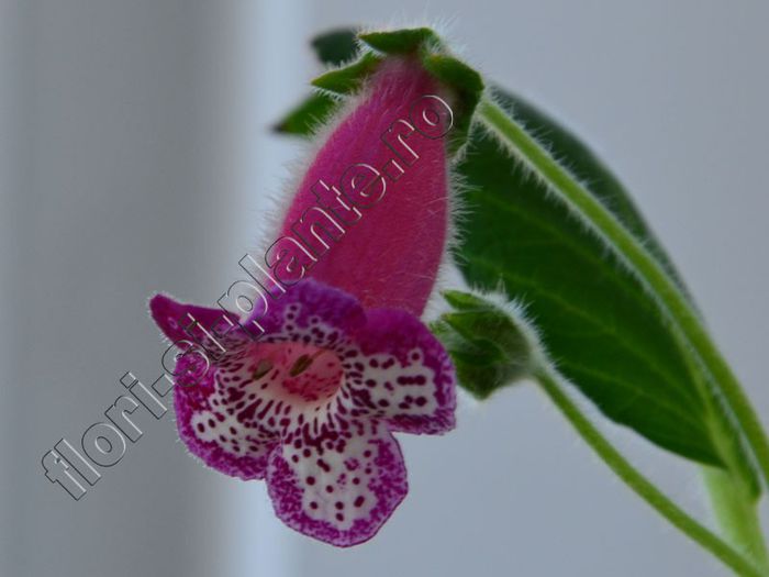 Kohleria Yfs Leah
