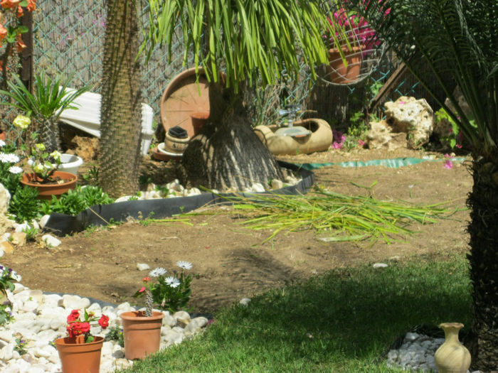 nolina dupa tunsoare; nolina= Beaucarnea recurvata (elephant foot, ponytail palm)
