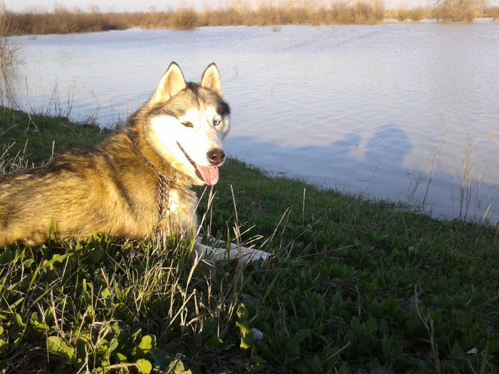 2013-04-04 18.44.10 - Husky Siberian