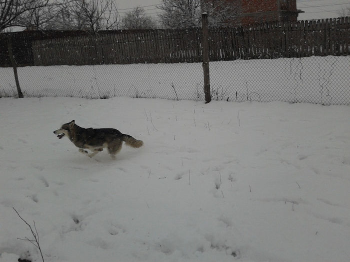 2013-03-27 16.51.25 - Husky Siberian