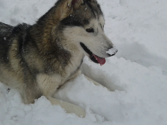 2013-03-27 16.53.21 - Husky Siberian