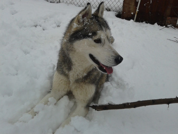 2013-03-27 16.54.14 - Husky Siberian