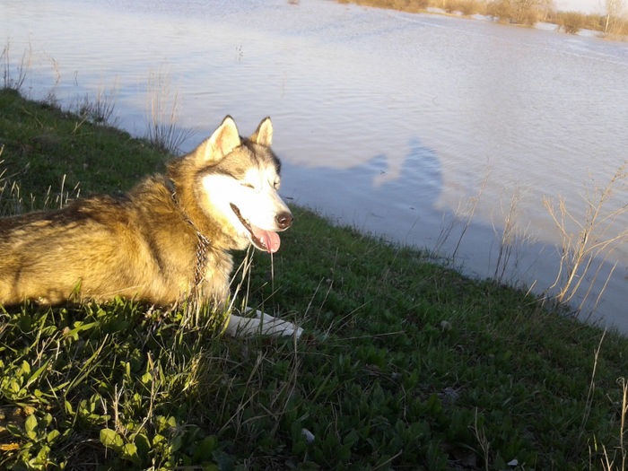 2013-04-04 18.44.01 - Husky Siberian