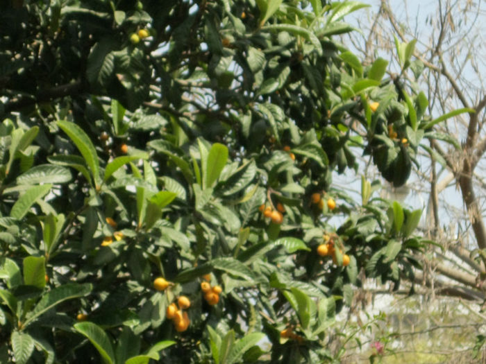 fructe de eriobotrya japonica
