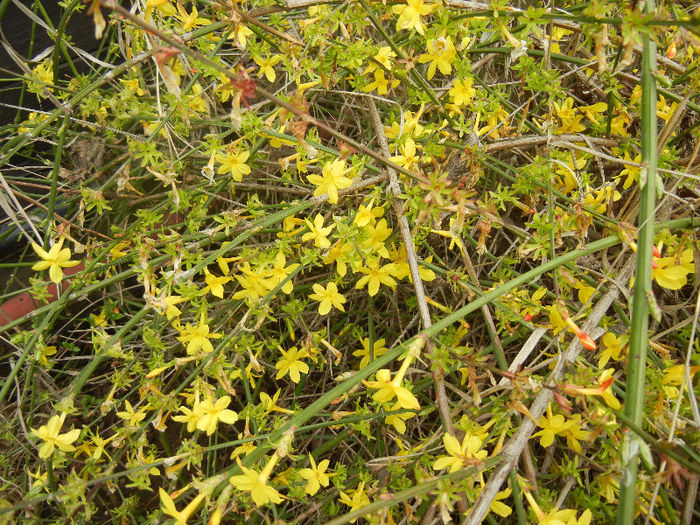 Jasminum nudiflorum (2013, April 05)