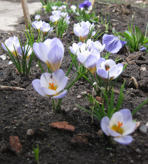 IMG_1472 - crocus