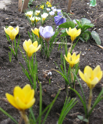 IMG_1475 - crocus