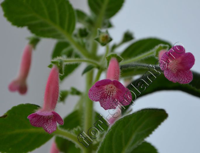Kohleria Emily Roberts