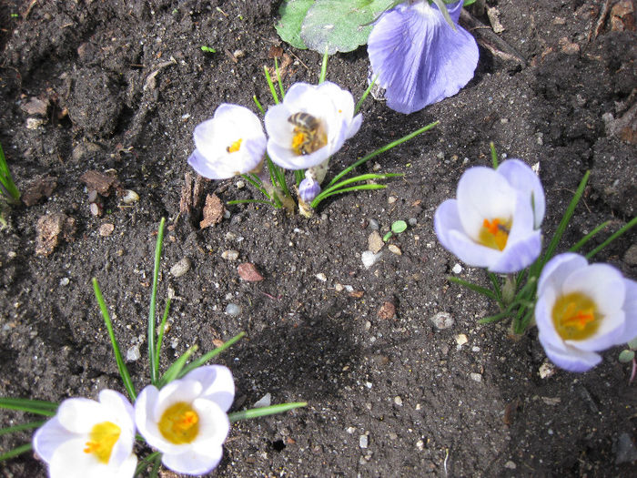 albinutele la lucru - crocus