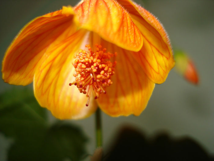 DSC06371 - FLORI 2013