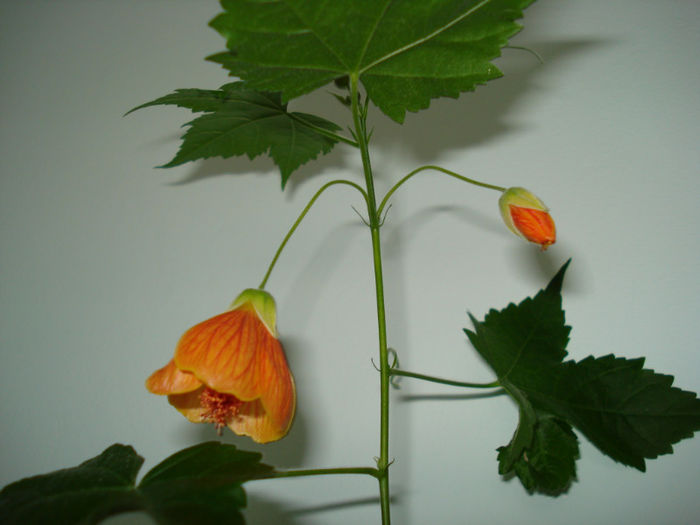 DSC06374 - FLORI 2013