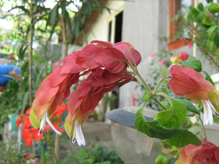 IMG_4958 - Florile mele