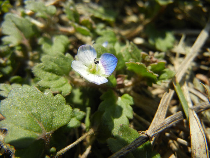 Veronica persica (2013, March 04)