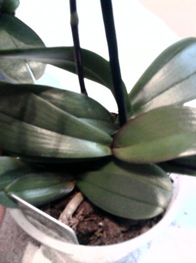 mini phala alba - orhideei