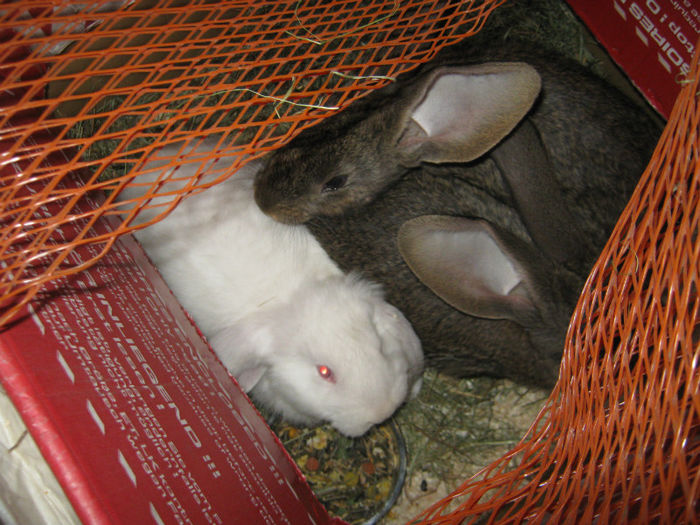 rom_marz_ 026 - animale ce am exportat in romania