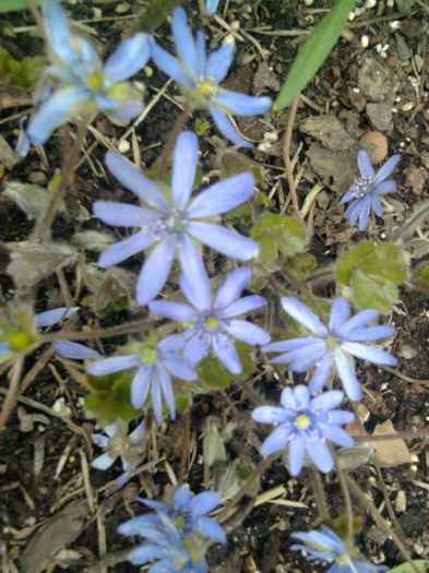 Hepatica transsilvanica - flori primavara 2013