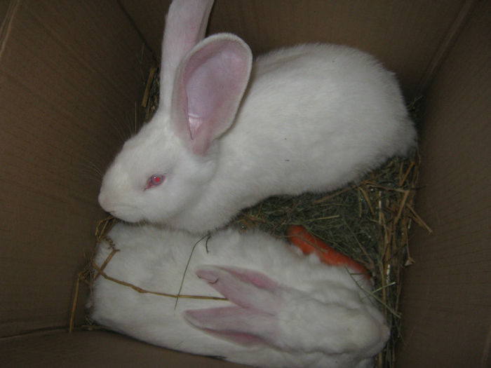 rom_marz_ 027 - animale ce am exportat in romania