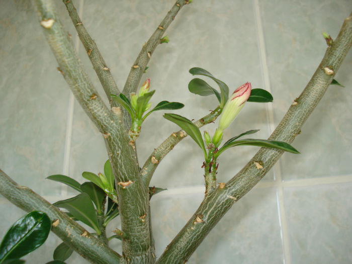 DSC06362 - FLORI 2013