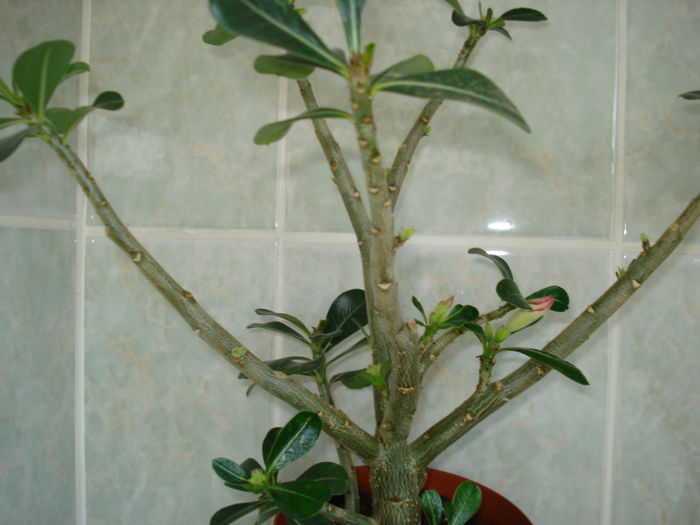 DSC06364 - FLORI 2013