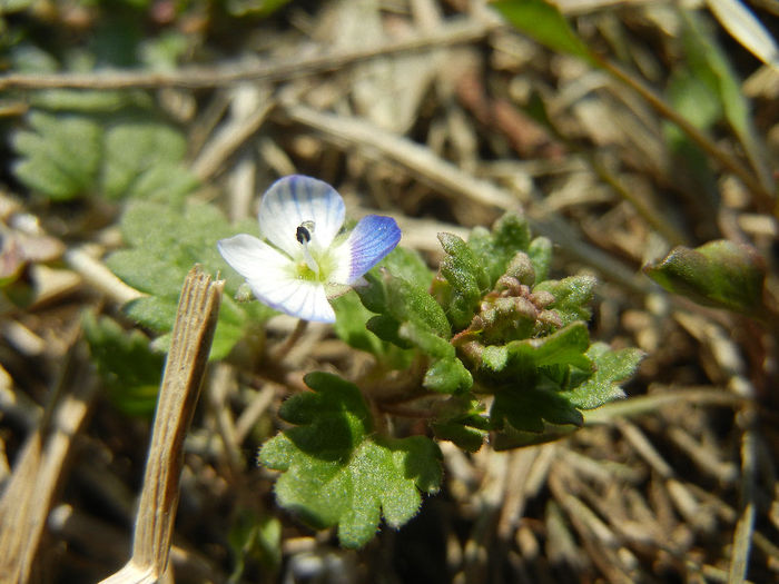 Veronica persica (2013, March 04)