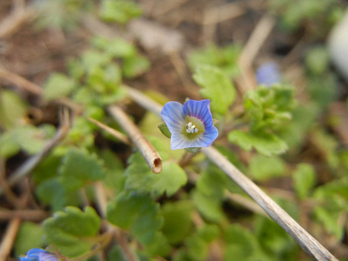 Persian Speedwell (2013, March 20) - Veronica persica