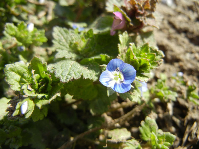 Persian Speedwell (2013, April 02) - Veronica persica