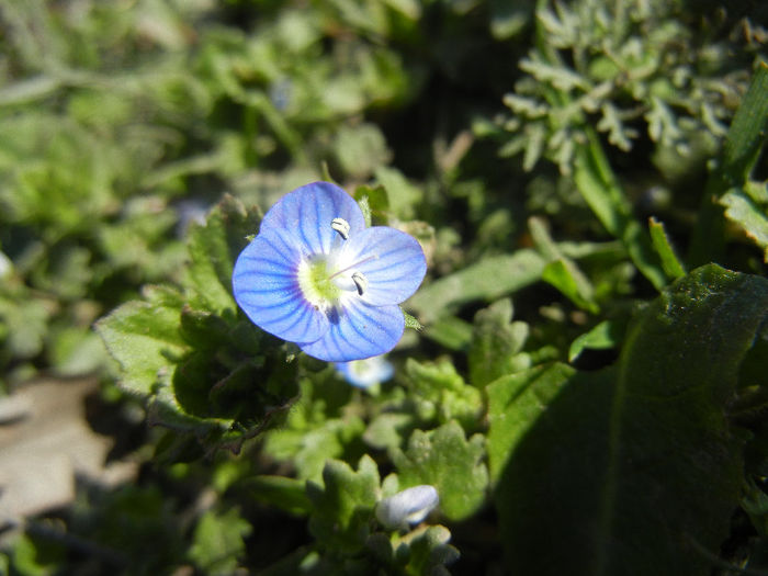 Veronica persica (2013, April 02) - Veronica persica