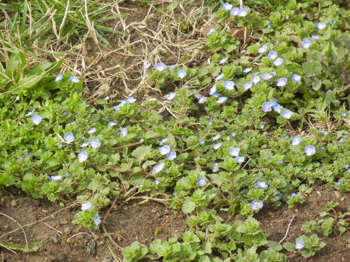 Veronica persica (2013, April 05) - Veronica persica