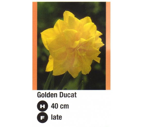 Golden Ducat-900x800