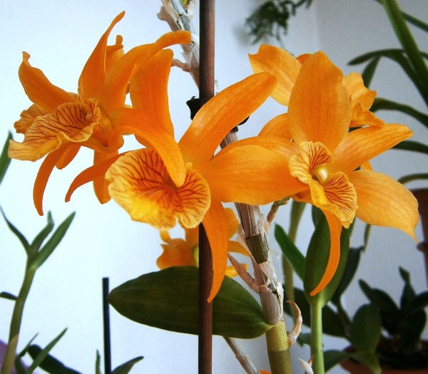 P4060043 - Reinfloriri orhidee 2013