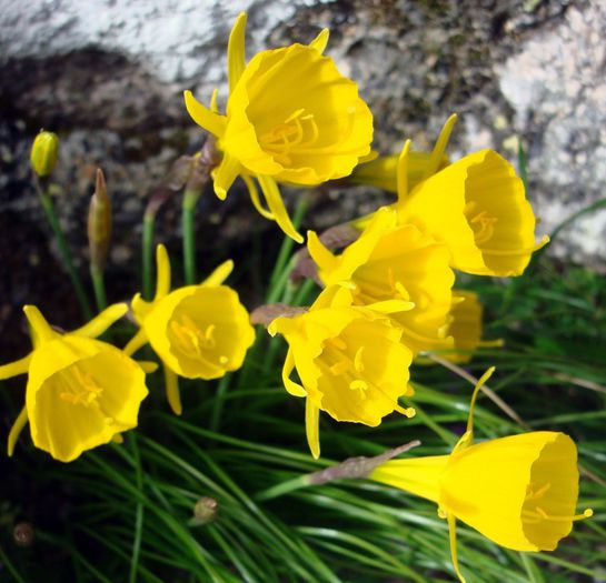 sintra castle daffodils - nnnnn