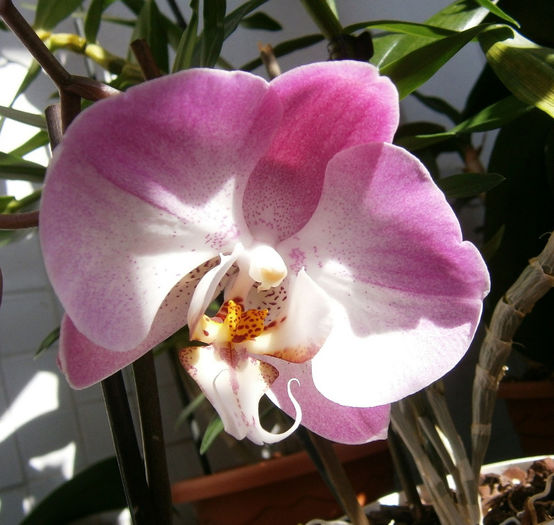 P4060045 - Reinfloriri orhidee 2013