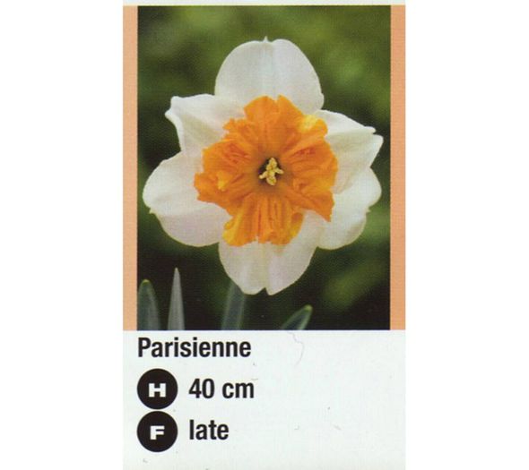 Parisienne-900x800 - nnnnn