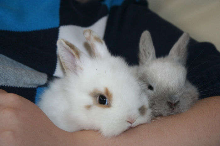 Pui de iepuri pastrati pentu crescatorie