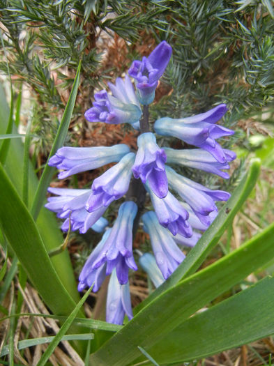 Hyacinth Peter Stuyvesant (2013, Apr.04) - Hyacinth Peter Stuyvesant