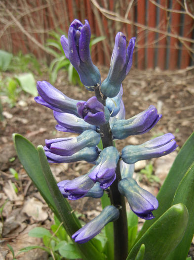 Hyacinth Peter Stuyvesant (2013, Apr.05)