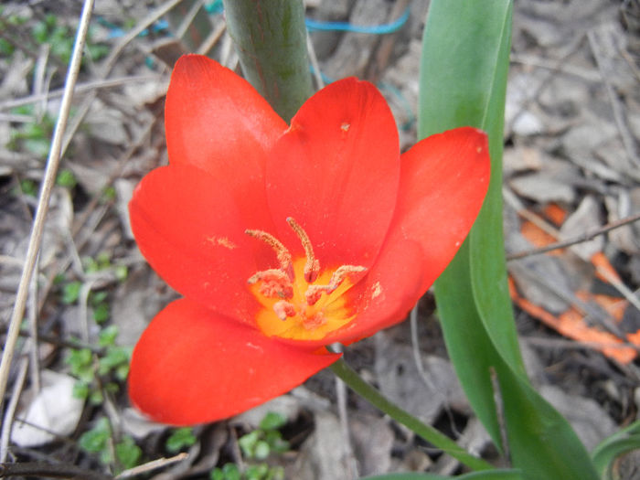Tulipa Showwinner (2013, April 05)