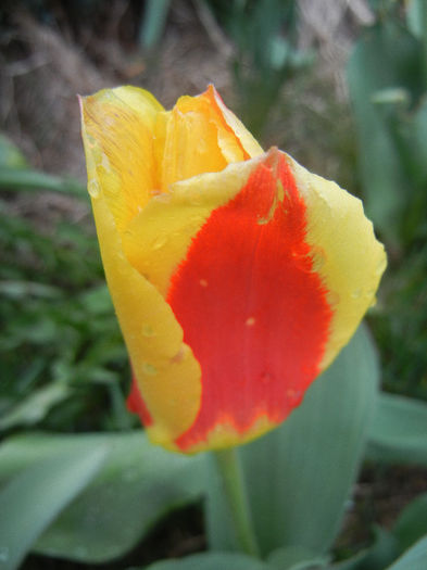 Tulipa Stresa (2013, April 04)