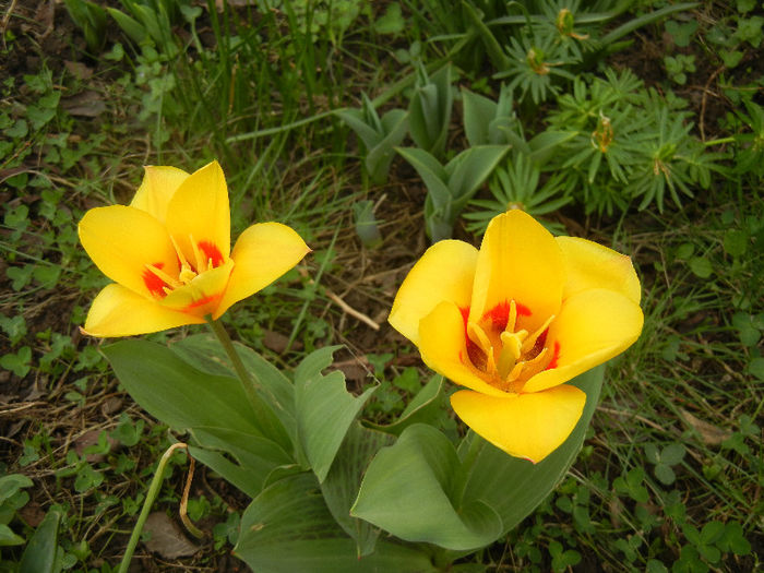 Tulipa Stresa (2013, April 05)