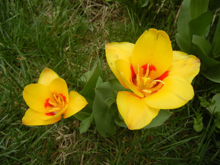 Tulipa Stresa (2013, April 05)
