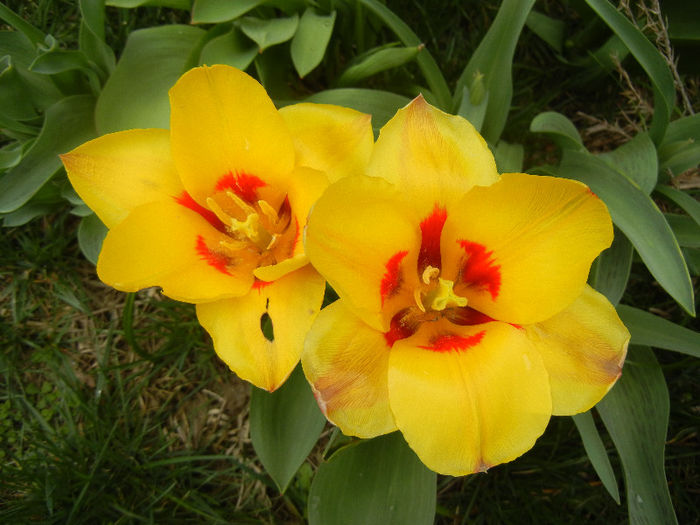 Tulipa Stresa (2013, April 05)