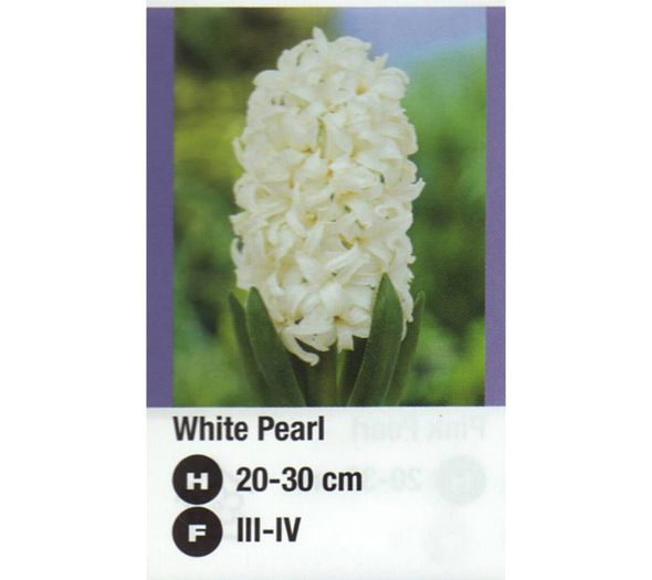 White Pearl-900x800